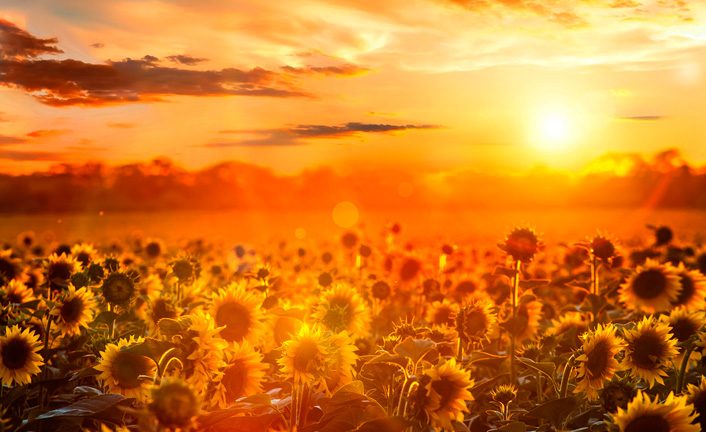 girasoles