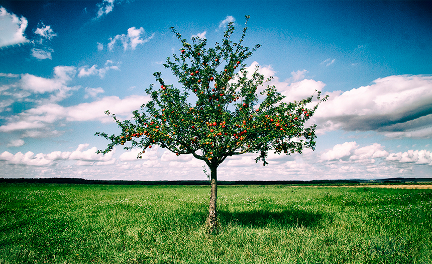 fruto