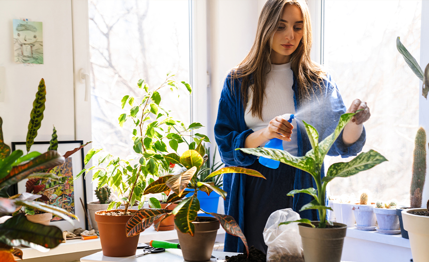 plantas